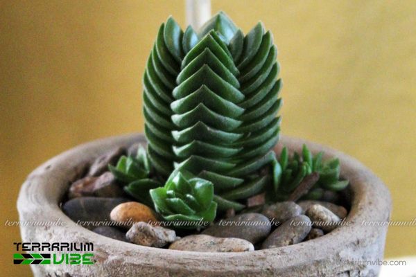Sen Đá Đền Phật 3 Sen Đá Đền Phật nổi bật với hình khối độc đáo trong terrarium mở