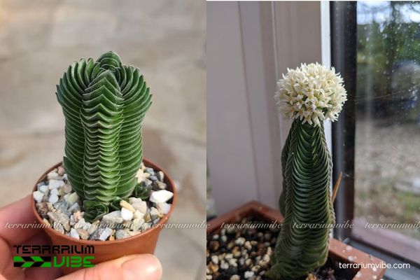 Sen Đá Đền Phật 4 Các yếu tố môi trường cần thiết chăm cây Sen Đá Đền Phật