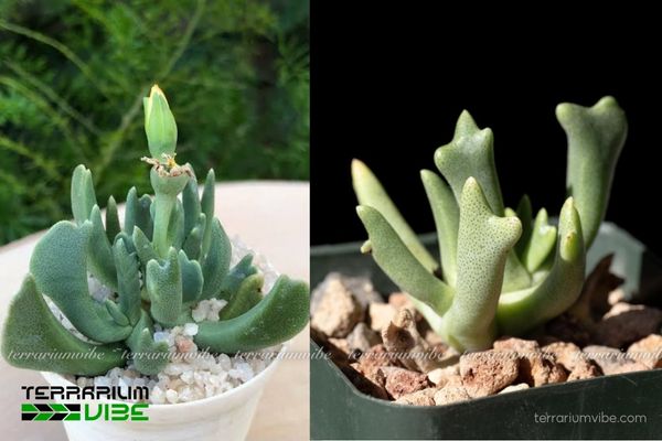 Sen Đá Gạc Nai 3 Sen Đá Gạc Nai thích hợp với terrarium khô, thông thoáng