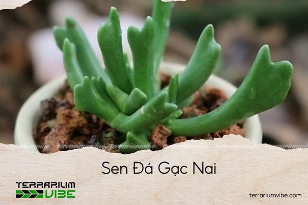 sen-da-gac-nai sen đá gạc nai