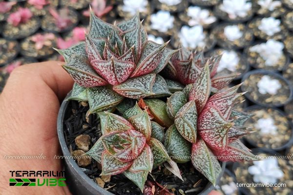 Sen Đá Hoa Hồng Đen 4 Các yếu tố mối trường cần thiết cho Sen Đá Hoa Hồng Đen