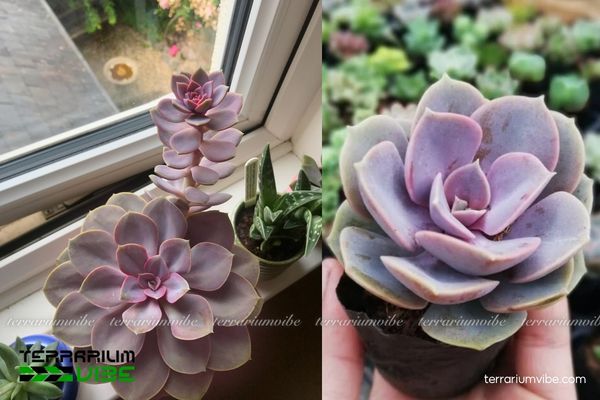 Sen Đá Hồng Dâu 1 Tìm hiểu hồ sơ sinh học cơ bản Sen Đá Hồng Dâu