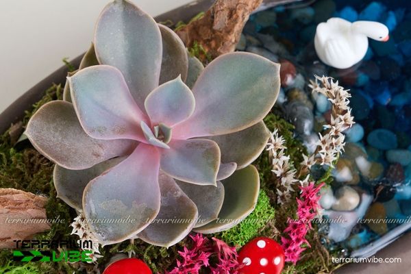 Sen Đá Hồng Dâu 3 Sen Đá Hồng Dâu thích hợp kiểu terrarium khô dạng và bán mở