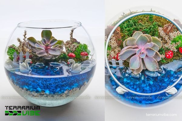 Sen Đá Hồng Dâu 4 Cách chăm sóc cơ bản loài Sen Đá Hồng Dâu trong làm tiểu cảnh