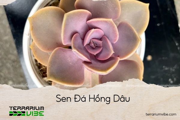 sen-da-hong-dau sen đá hồng dâu