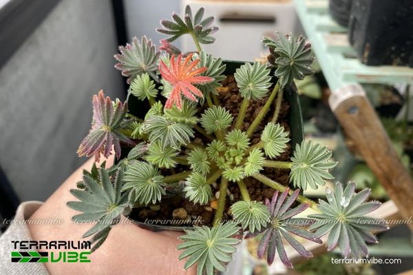 Sen Đá Lá Cọ 4 Các yếu tố môi trường cần thiết để chăm Sen Đá Lá Cọ