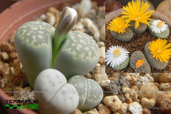 Sen Đá Lithops 2 Lithops sinh trưởng trên những vùng sỏi đá khô cằn ở Nam Phi