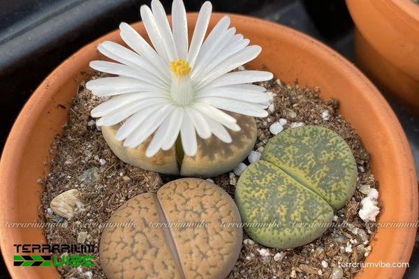 Sen Đá Lá Kim 3 Sen Đá Lá Kim phù hợp với terrarium mở, khô thoáng