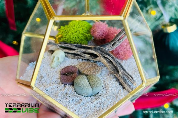 Sen Đá Lá Kim 4 Các yếu tố môi trường chăm sóc cần thiết Sen Đá Lá Kim