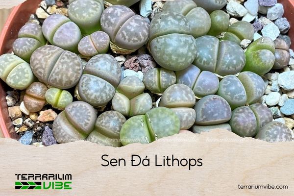 sen-da-lithops sen đá lá kim