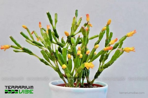 Sen Đá Lộc Nhung 2 Sen Đá Lộc Nhung sinh trưởng theo dạng biểu sinh, thích môi trường ẩm