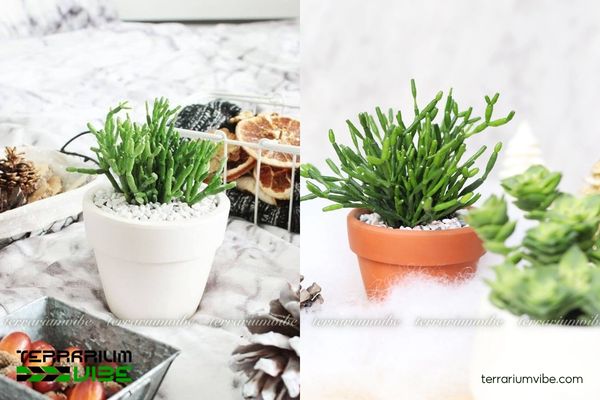 Sen Đá Lộc Nhung 4 Các yếu tố môi trường cần thiết để trồng Sen Đá Lộc Nhung trong terrarium