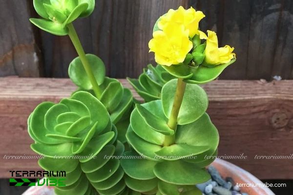 Sen Đá Lục Bình 1 Tìm hiểu đặc điểm hình thái và phân loại học của Sen Đá Lục Bình