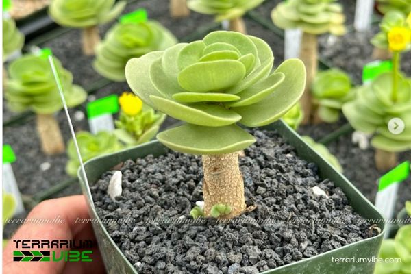Sen Đá Lục Bình 3 Terrarium mở là môi trường lý tưởng để Sen Đá Lục Bình phát triển