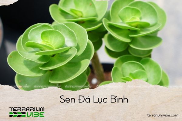 sen-da-luc-binh sen đá lục bình