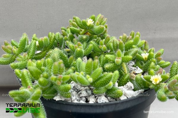 Sen Đá Mặt Nạ 3 Terrarium mở hoặc bán mở phù hợp Sen Đá Mặt Nạ phát triển ổn định
