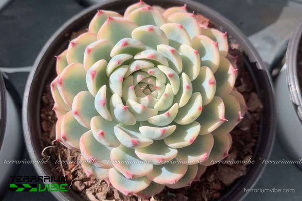 Sen Đá Minima 2 Sen Đá Minima thích nghi tốt với điều kiện khô hạn nhờ lá mọng trữ nước