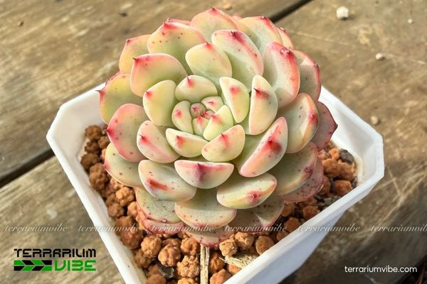 Sen Đá Minima 3 Sen Đá Minima phù hợp terrarium mở hoặc bán mở, bố trí làm điểm nhấn trung tâm