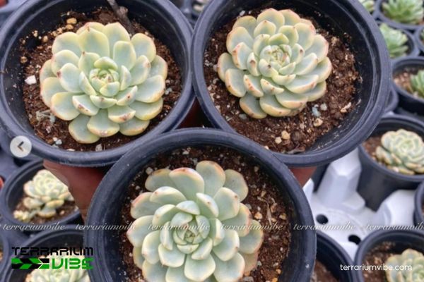 Sen Đá Minima 4 Các yếu tố môi trường cần thiết để chăm Sen Đá Minima trở nên đẹp