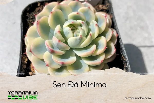 sen-da-minima sen đá minima