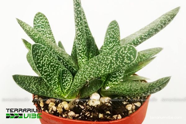 Sen Đá Mỏ Vịt 1 Tìm hiểu đặc điểm sinh học của Sen Đá Mỏ Vịt