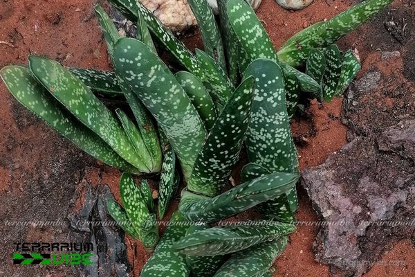 Sen Đá Mỏ Vịt 2 Sen Đá Mỏ Vịt thường sinh trưởng ở các khe đá hoặc dưới tán cây