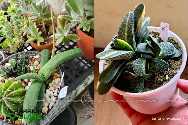 Sen Đá Mỏ Vịt 3 Kết hợp Sen Đá Mỏ Vịt với đá tự nhiên, sỏi khoáng và các loài cây chịu hạn