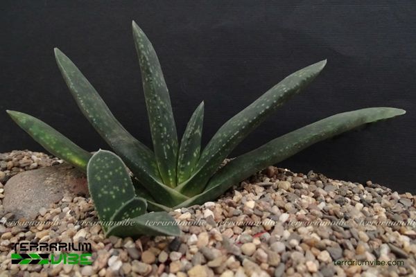 Sen Đá Mỏ Vịt 4 Các yếu tố môi trường cần thiết để chăm Sen Đá Mỏ Vịt
