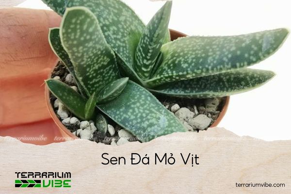 sen-da-mo-vit sen đá mỏ vịt