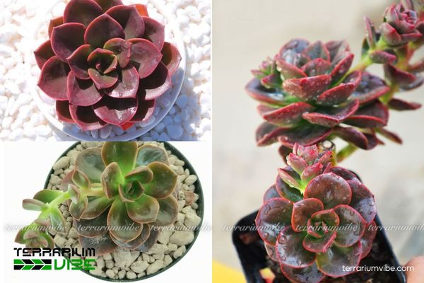Sen Đá Nhật Nguyệt 1 Tìm hiểu đặc điểm sinh học và hình dáng của Sen Đá Nhật Nguyệt