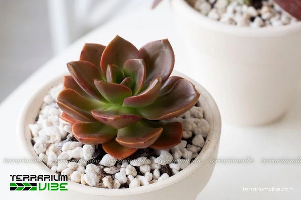 Sen Đá Nhật Nguyệt 3 Terrarium mở với giá thể thoát nước tốt là môi trường lý tưởng để Sen Đá Nhật Nguyệt