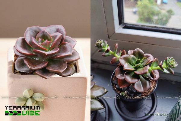 Sen Đá Nhật Nguyệt 4 Đặt terrarium ở nơi thông thoáng, nhiệt độ 18-30°C để Sen Đá Nhật Nguyệt