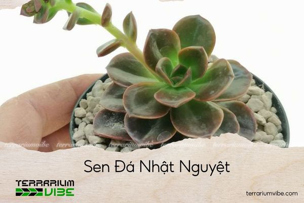 sen-da-nhat-nguyet sen đá nhật nguyệt