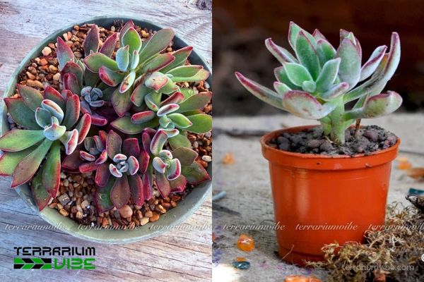 Sen Đá Nhung Viền Lửa 2 Sen Đá Nhung Viền Lửa thích nghi tốt trong môi trường khô thoáng, nhiều ánh sáng