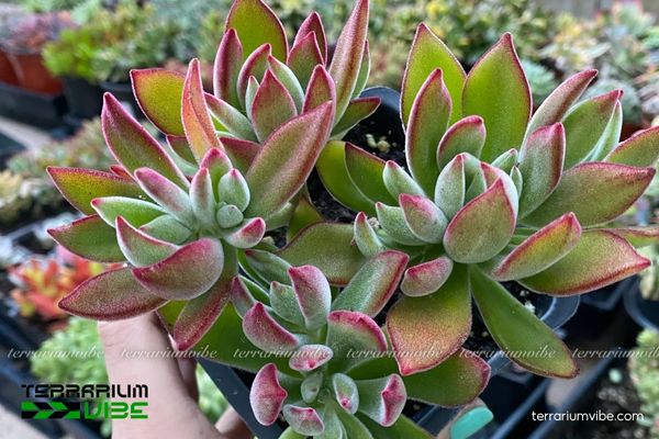 Sen Đá Nhung Viền Lửa 3 Bố cục terrarium khô thoáng là môi trường lý tưởng để Sen Đá Nhung Viền Lửa