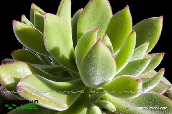 Sen Đá Nhung Viền Lửa 4 Các yếu tố cần thiết để chăm cây Sen Đá Nhung Viền Lửa