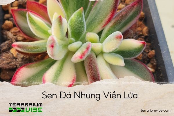 sen-da-nhung-vien-lua sen đá nhung viền lửa