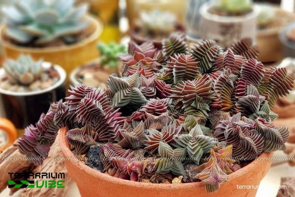 Sen Đá Sao Xếp 4 Hướng dẫn chăm sóc loài Sen Đá Sao Xếp trong làm tiểu cảnh