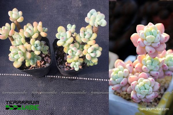 Sen Đá Sỏi Thiên Thanh 3 Sen Đá Sỏi Thiên Thanh phù hợp terrarium mở với nền giá thể khô thoáng