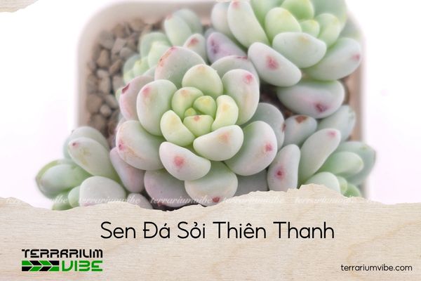 sen-da-soi-thien-thanh sen đá sỏi thiên thanh