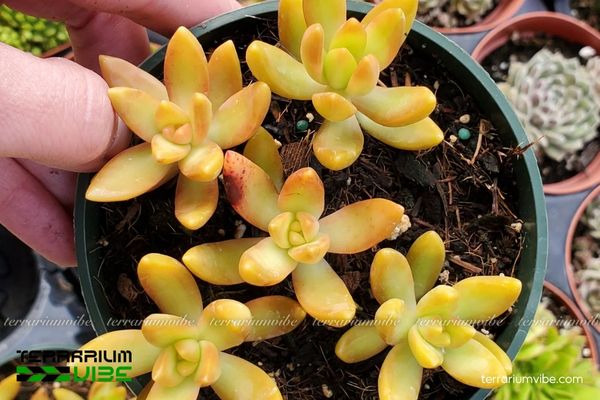 Sen Đá Vàng 4 Các yếu tố môi trường chăm sóc cần thiết cho Sen Đá Vàng