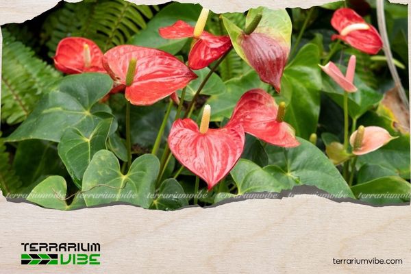 Cây hồng môn có nguồn gốc từ Colombia, thuộc nhóm cây thân thảo sống lâu năm