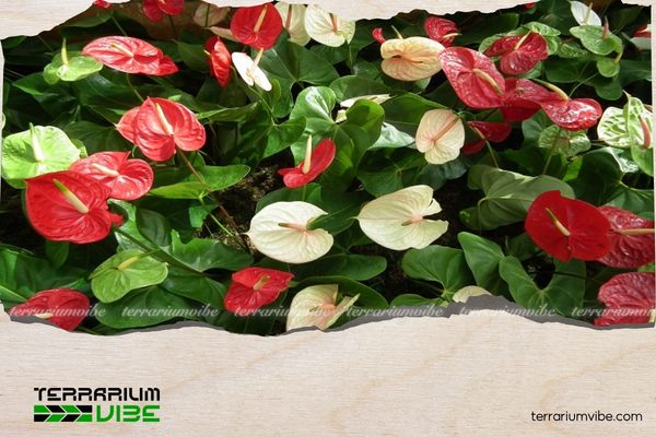 Cây hồng môn hợp mệnh Hỏa, Thổ, Kim tùy vào màu sắc