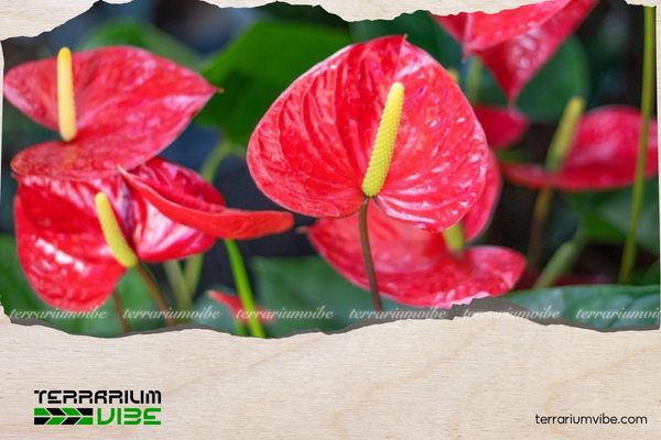 Cây hồng môn thường làm quà tặng trong dịp khai trương, sinh nhật