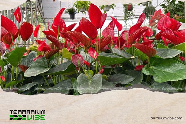 Nên đặt hồng môn ở bàn làm việc, phòng khách, quầy lễ tân