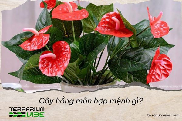 Cây hồng môn hợp mệnh gì