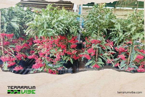 Cây kim ngân lượng hợp mệnh gì? Vị trí đặt cây hút tài lộc 1 Kim ngân lượng thuộc họ Anh thảo, có chùm quả tròn nhỏ khi chín