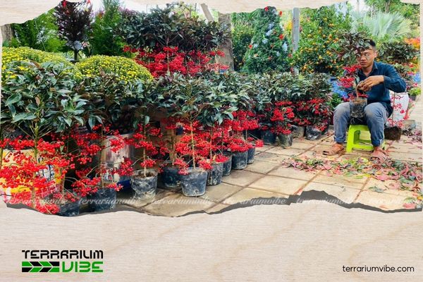 Cây kim ngân lượng hợp mệnh gì? Vị trí đặt cây hút tài lộc 3 Kim ngân lượng mang ý nghĩa biểu tượng của tài lộc và sung túc