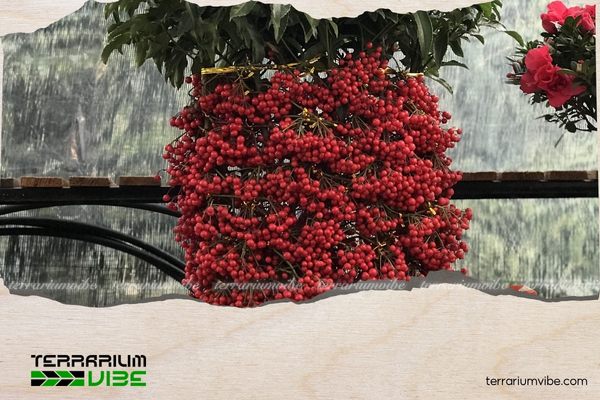 Cây kim ngân lượng hợp mệnh gì? Vị trí đặt cây hút tài lộc 4 Nên đặt kim ngân lượng ở phòng khách, gần cửa ra vào hoặc khu vực có nhiều ánh sáng