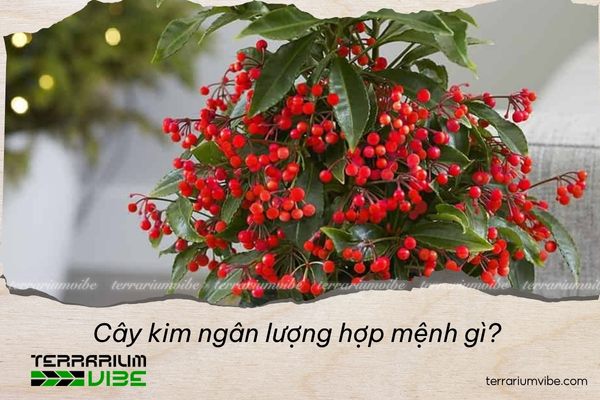 Cây kim ngân lượng hợp mệnh gì